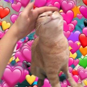 Meet your Posher, Lily